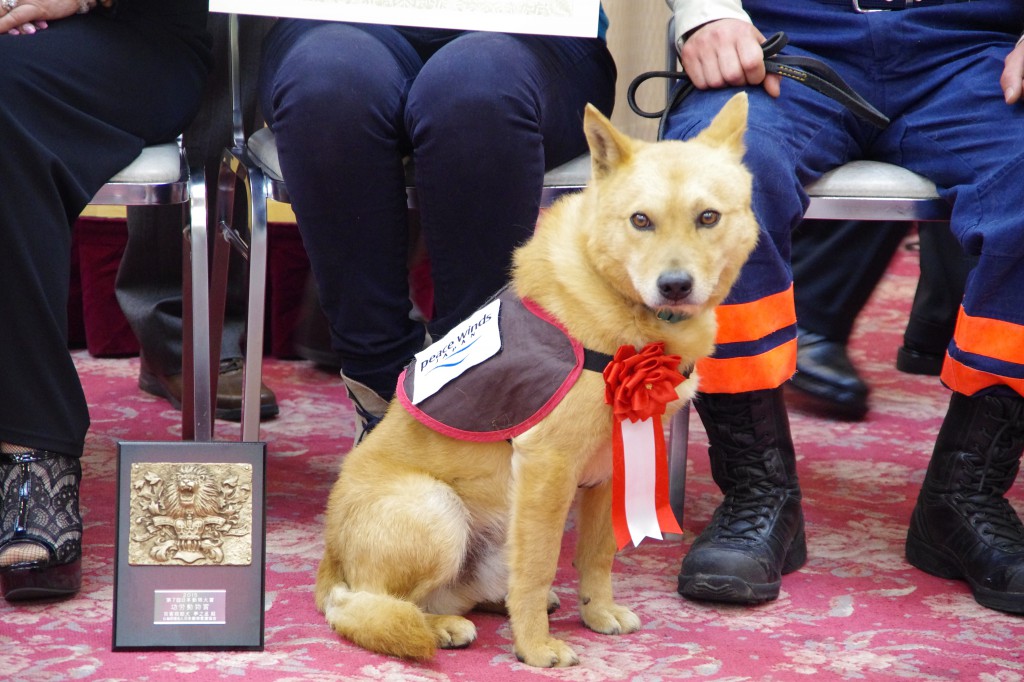 広島 災害救助犬 夢之丞 が功労動物賞受賞 国際協力ngo ピースウィンズ ジャパン Pwj